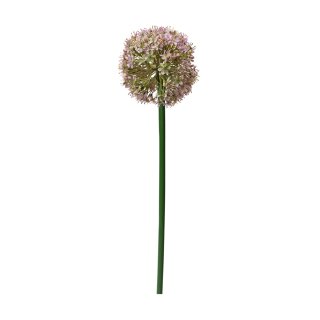 Blumenstiel Allium