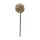 Blumenstiel Allium
