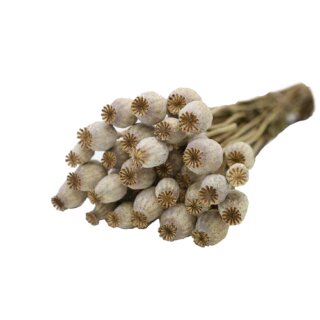 Papaver-Bund 180g