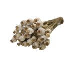 Papaver-Bund 180g