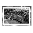 Bild trinkende Zebras Glas Spiegelrahmen schwarz/wei&aacute;