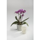 ORCHID Topf mit Ring