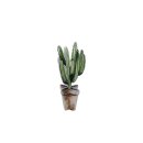 Figuur vinger cactus 17x17x30