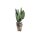 Figuur vinger cactus 26x26x50