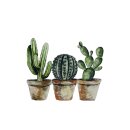 Scherm cactus 35x30
