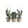Scherm cactus 35x30