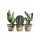 Scherm cactus 47x42