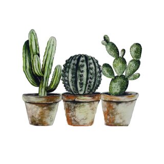 Scherm cactus 58x50
