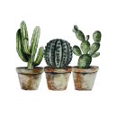 Scherm cactus 58x50