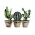Scherm cactus 58x50